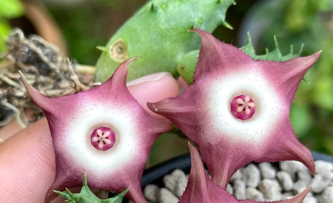 Huervalia ‘Raspberry Tart’ 7 Seeds