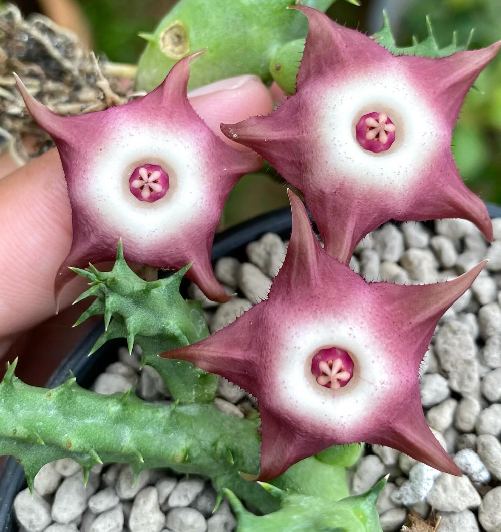 Huervalia ‘Raspberry Tart’ 7 Seeds