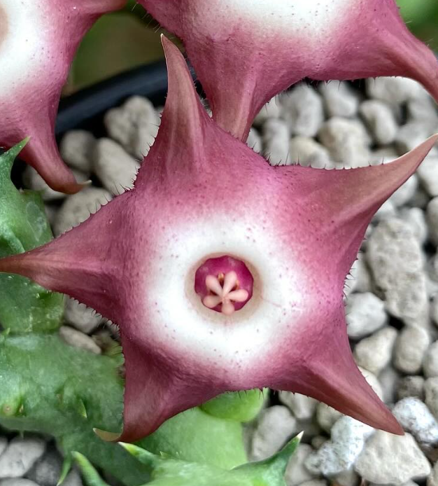 Huervalia ‘Raspberry Tart’ 7 Seeds