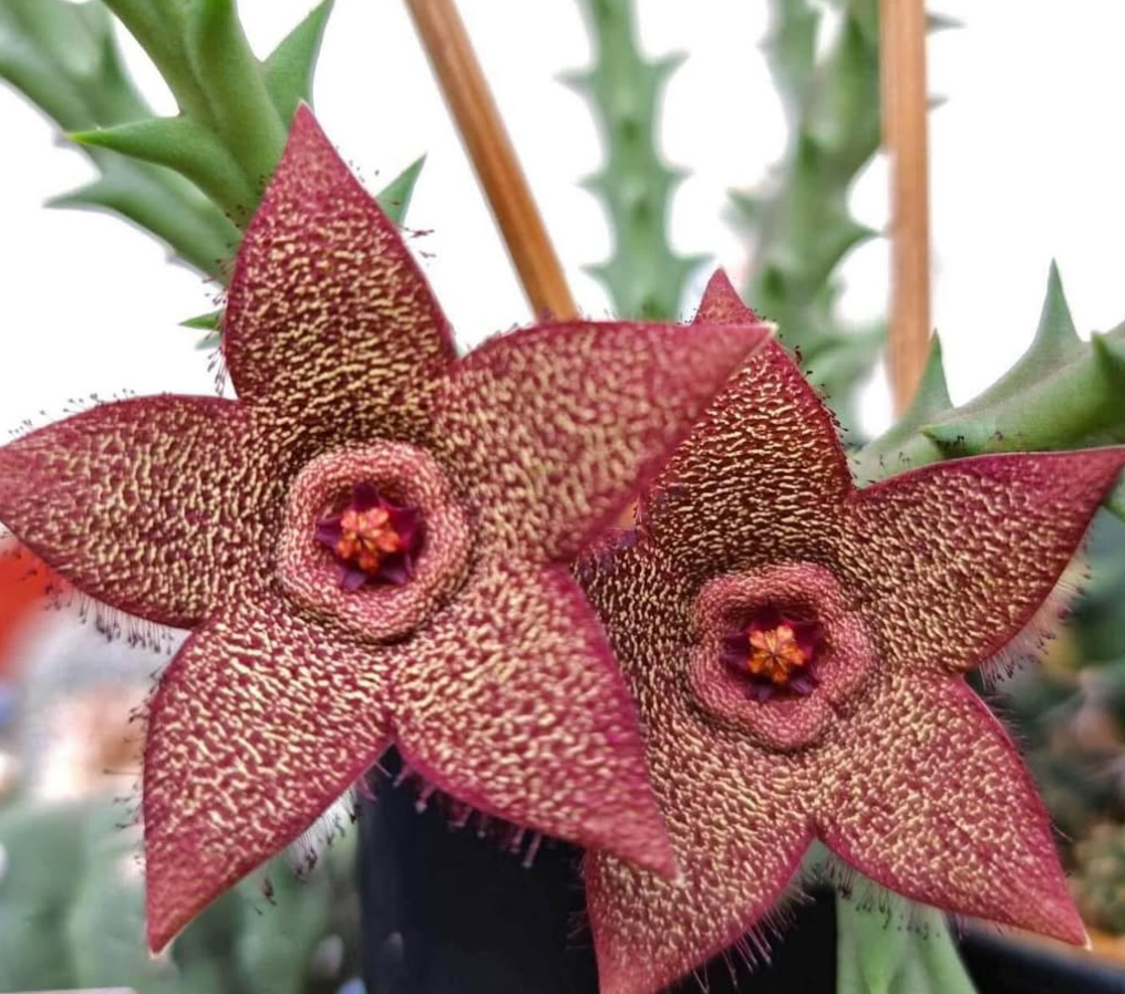 Orbea verrucosa 6 Seeds