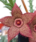 Orbea verrucosa 6 Seeds