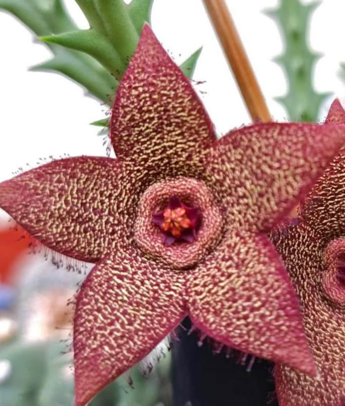 Orbea verrucosa 6 Seeds