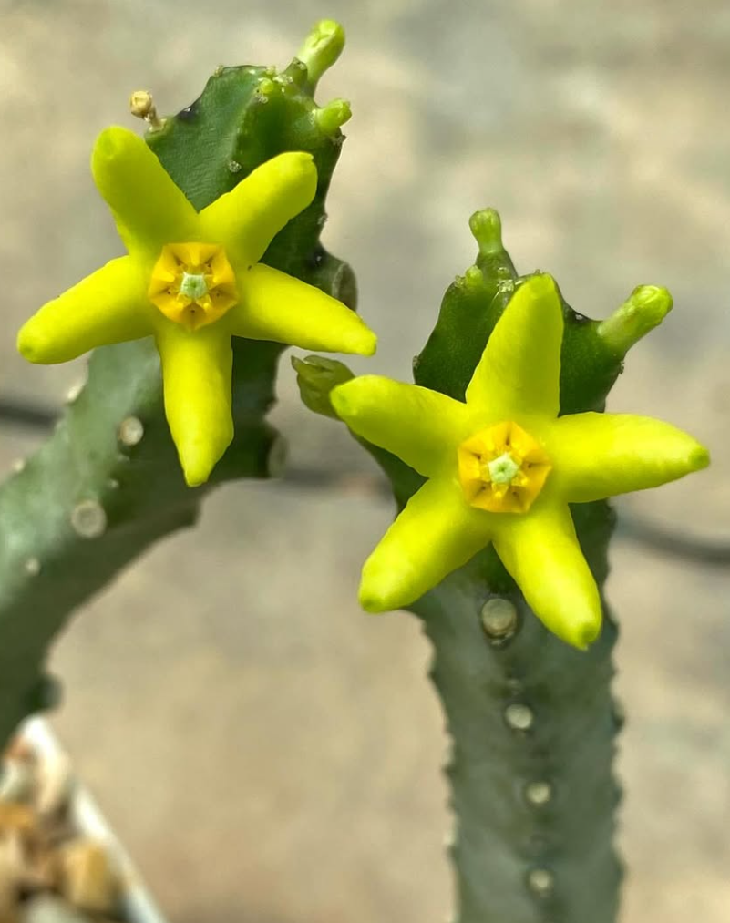 Monolluma quadrangula 5 Seeds