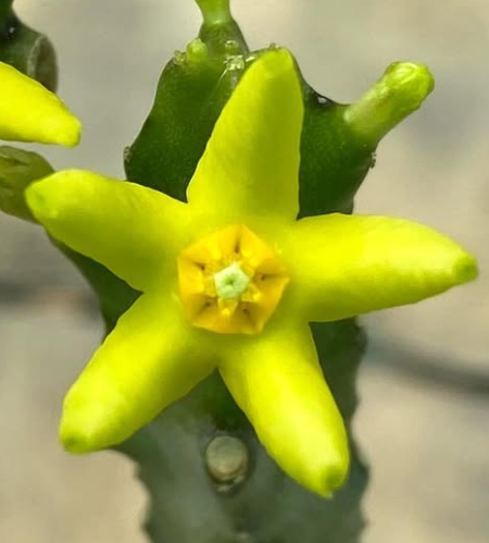 Monolluma quadrangula 5 Seeds