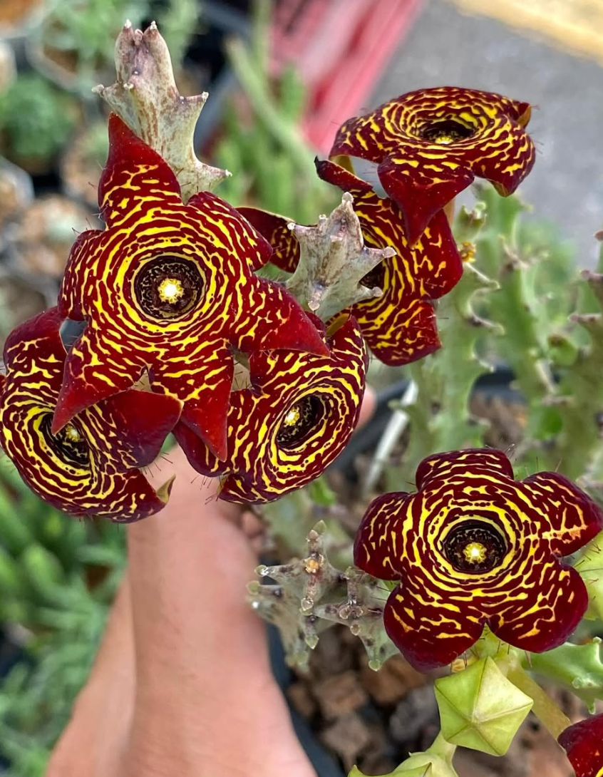 Monolluma socotrana 5 Seeds