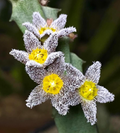 Apteranthes burchardii 7 Seeds