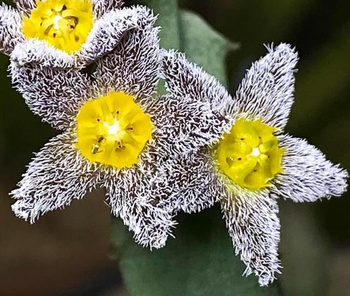 Apteranthes burchardii 7 Seeds