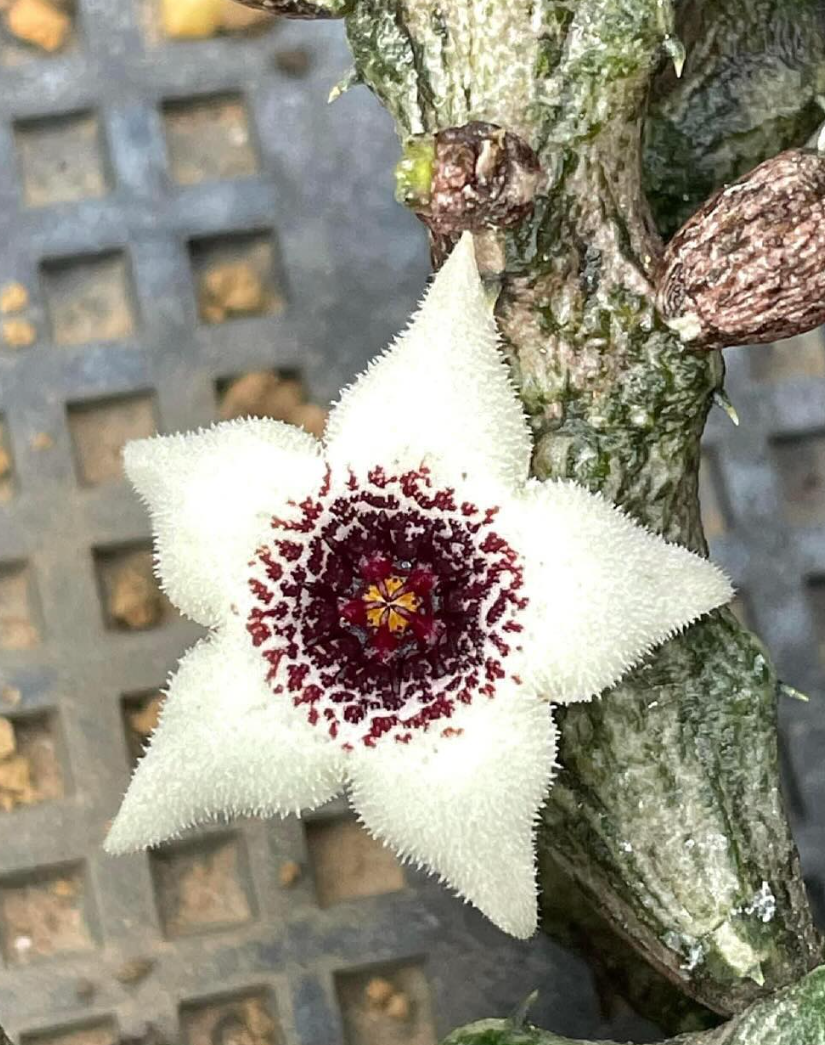 Stapelianthus arenarius 5 Seeds