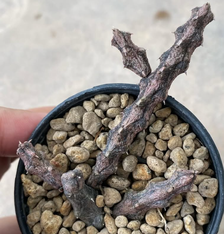 Stapelianthus arenarius 5 Seeds