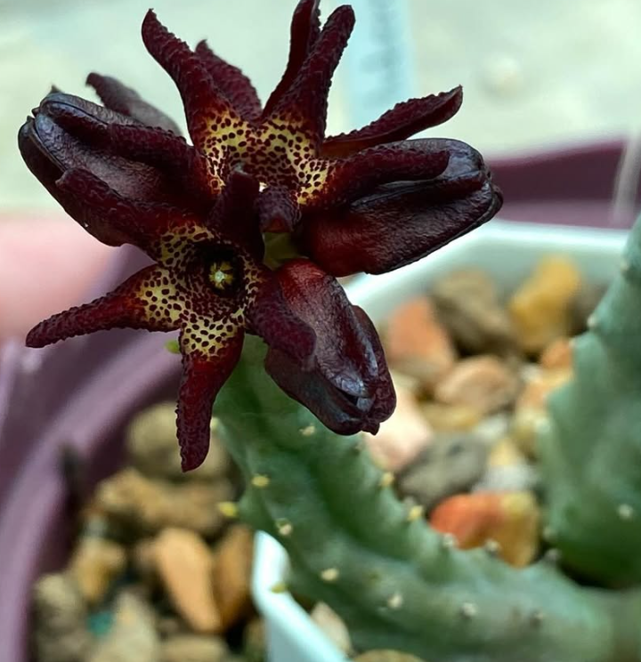 Apteranthes tuberculata 7 Seeds