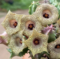 Huernia nouhuysii 5 Seeds