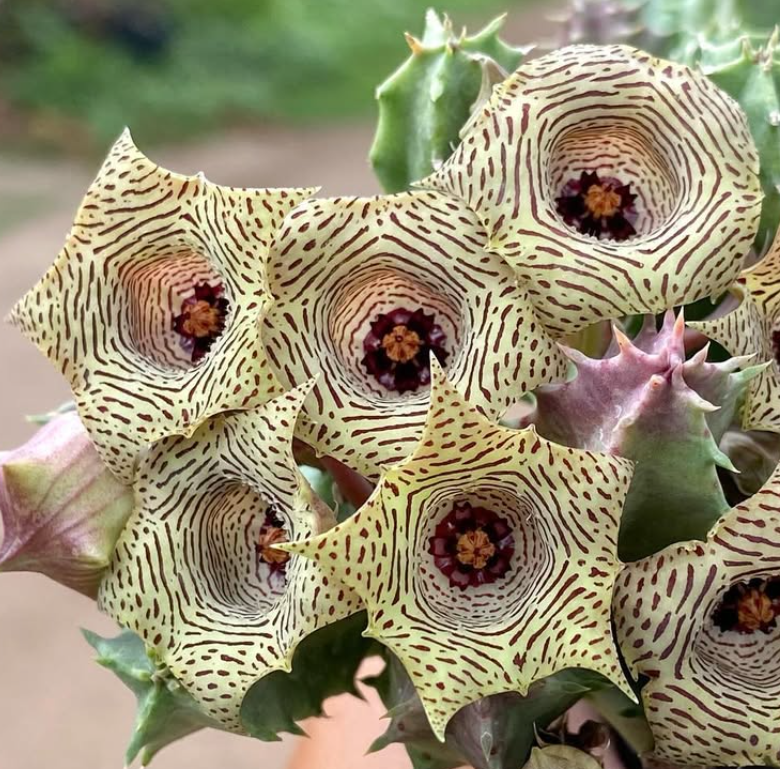 Huernia nouhuysii 5 Seeds