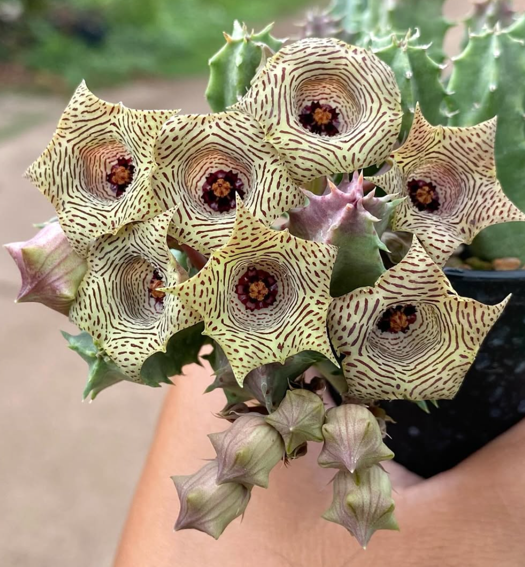 Huernia nouhuysii 5 Seeds
