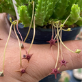 Stapelia parvula 5 Seeds