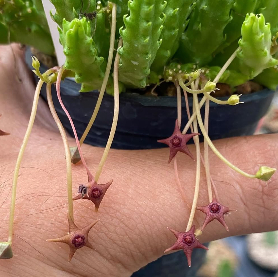 Stapelia parvula 5 Seeds