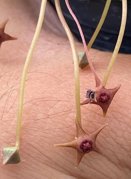 Stapelia parvula 5 Seeds