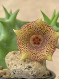 Huernia ‘Sugar’ 5 Seeds