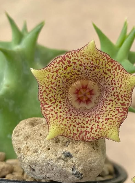 Huernia ‘Sugar’ 5 Seeds
