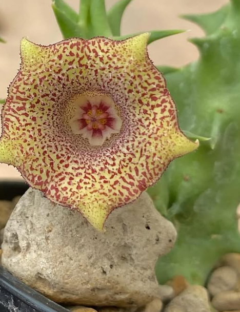 Huernia ‘Sugar’ 5 Seeds