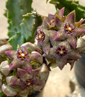 Monolluma hexagona 5 Seeds