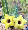 Huernia bayeri 5 Seeds