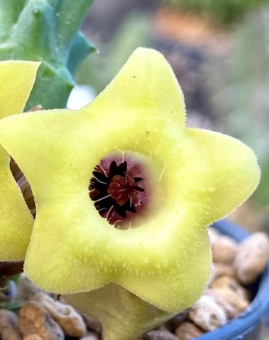 Huernia bayeri 5 Seeds