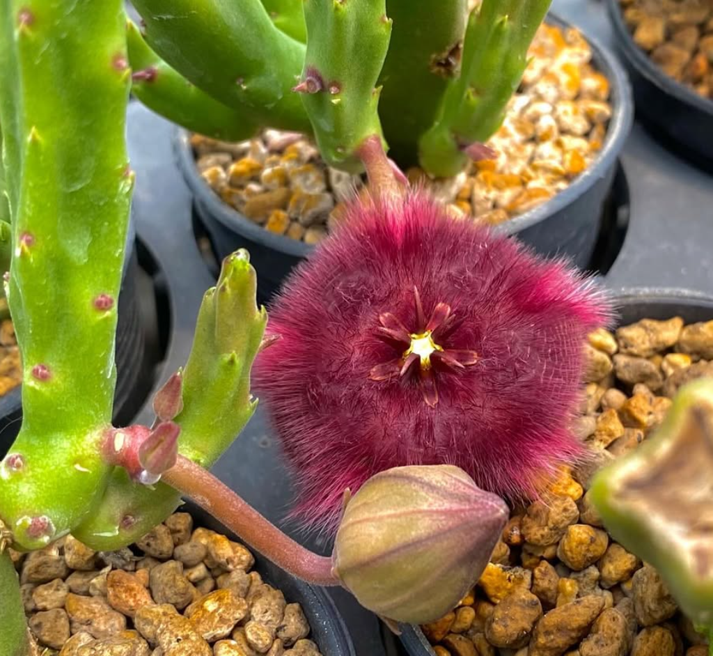 Stapelia obducta 5 Seeds
