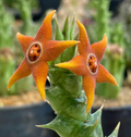 Orbea sprengeri 6 Seeds