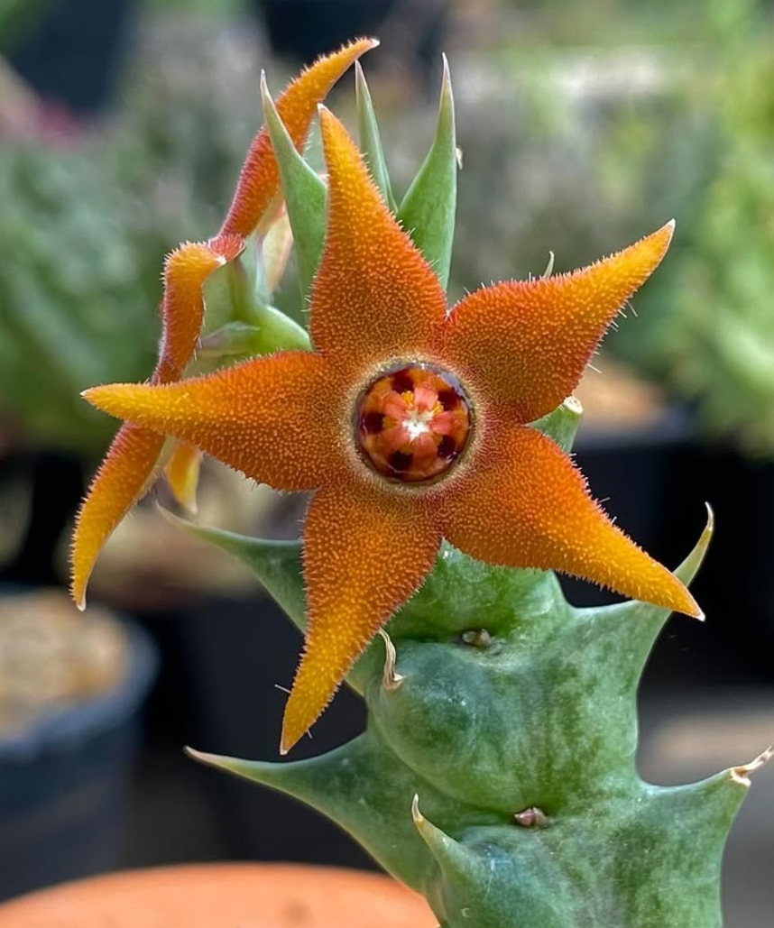 Orbea sprengeri 6 Seeds