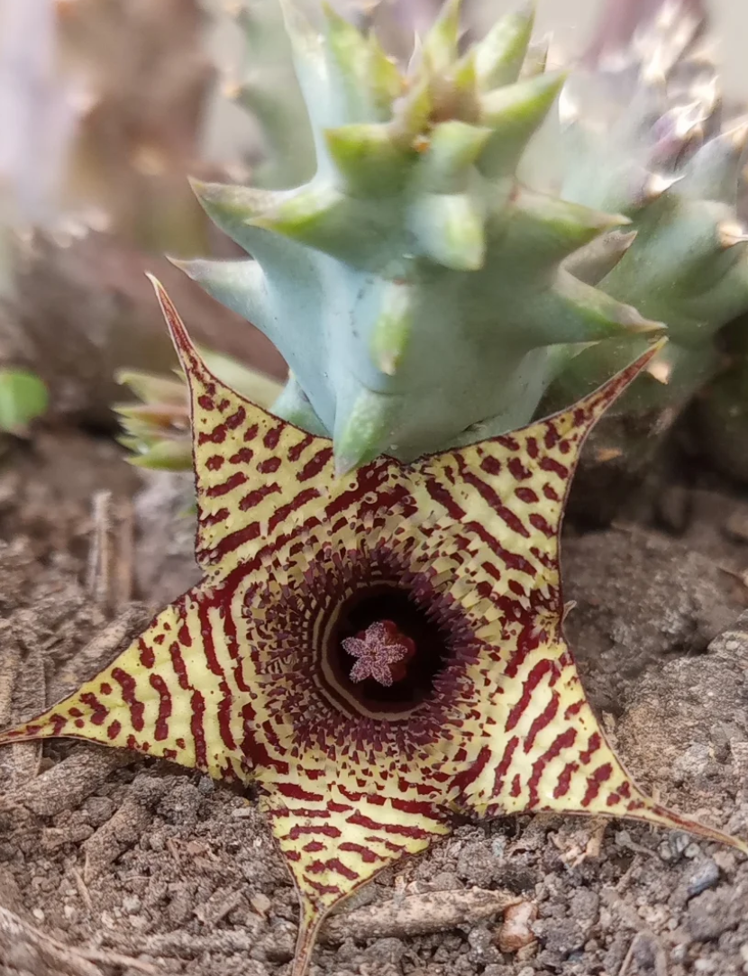 Huernia stapelioides 5 Seeds