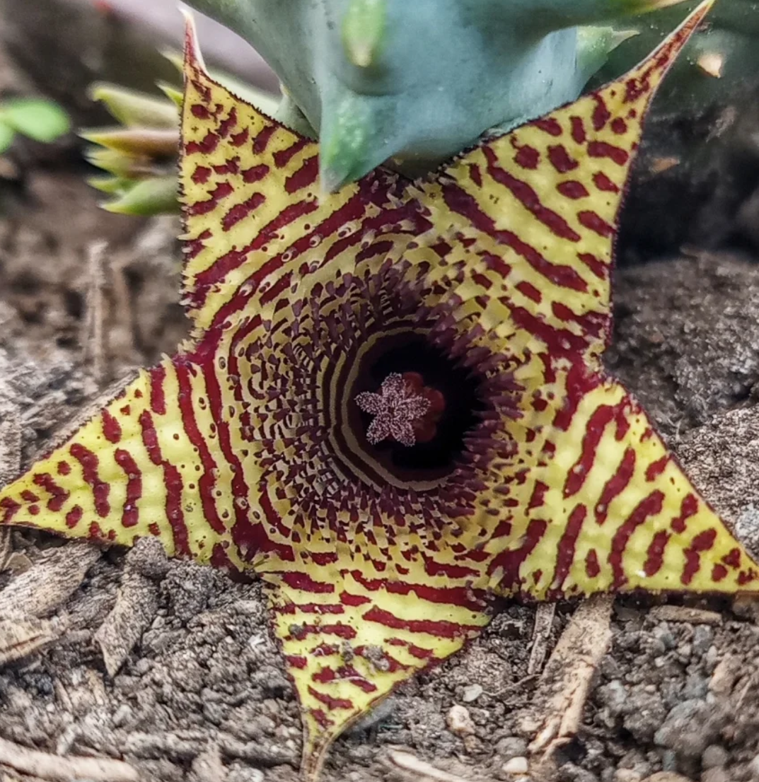 Huernia stapelioides 5 Seeds