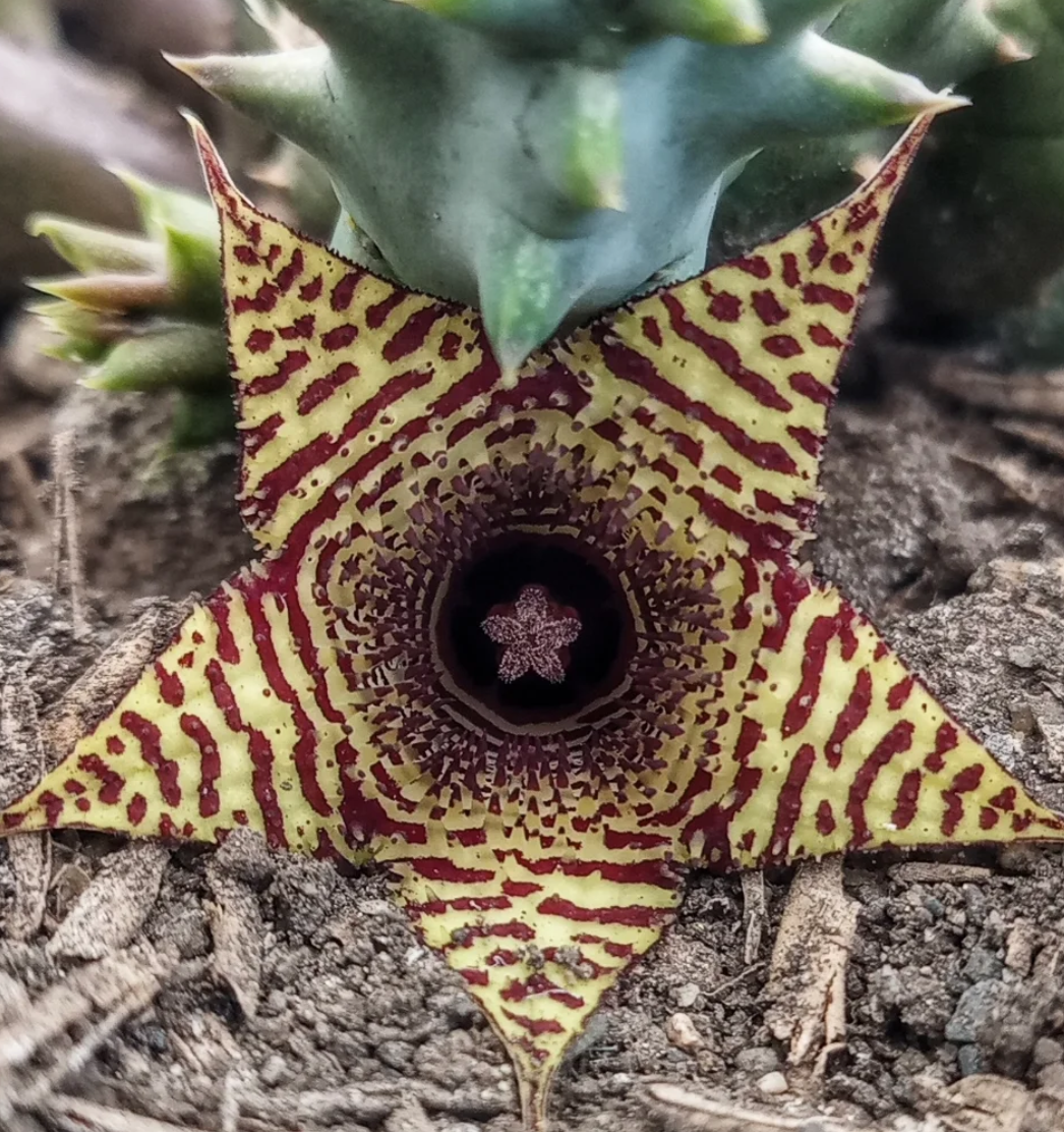 Huernia stapelioides 5 Seeds
