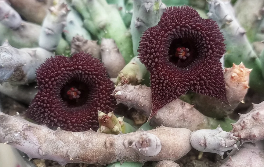 Huernia x pendurata 5 Seeds