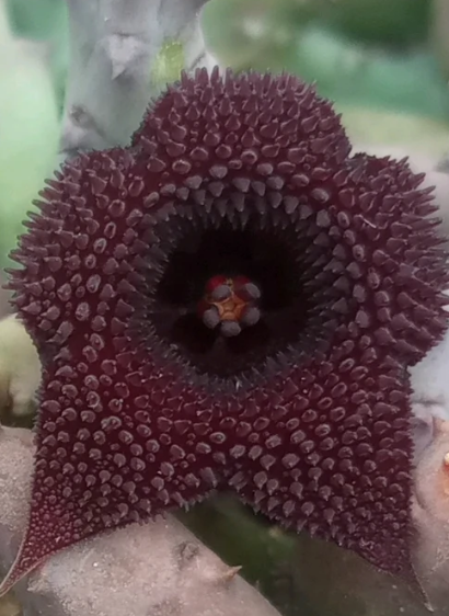 Huernia x pendurata 5 Seeds