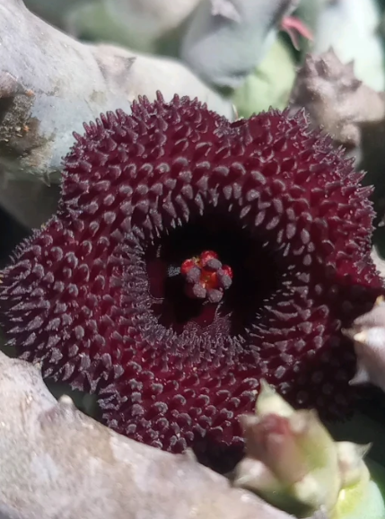 Huernia x pendurata 5 Seeds