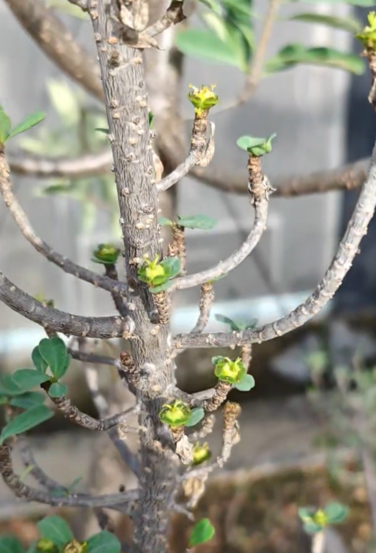 Euphorbia maritae 5 Seeds