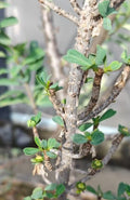 Euphorbia maritae 5 Seeds