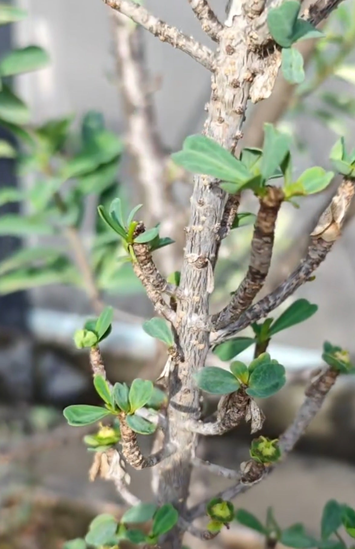 Euphorbia maritae 5 Seeds