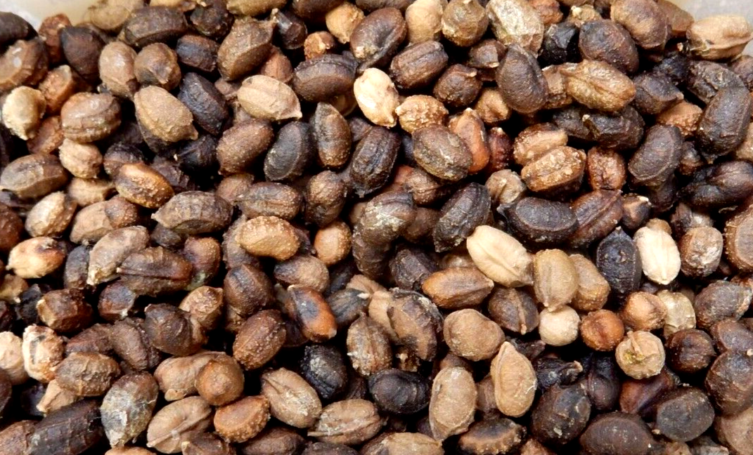 Cyphostemma Rutilans 5 Seeds