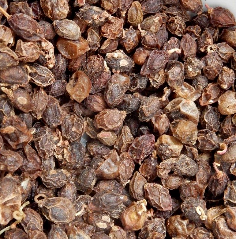 Cyphostemma cirrhosum 5 Seeds